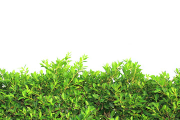 Obraz premium grass on isolated white background