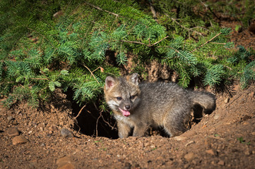 Naklejka premium Grey Fox Kit (Urocyon cinereoargenteus) Stands at Den