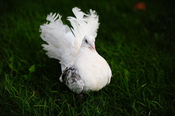 White dove on the green grass.