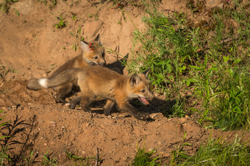 Fototapeta premium Two Red Fox Kits (Vulpes vulpes) Run Right