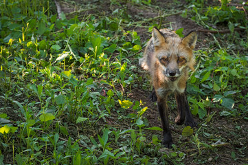 Red Fox Vixen (Vulpes vulpes) Trots Through Shade