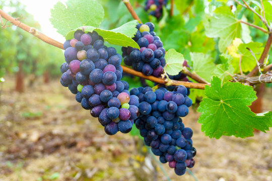 Close up vine grapes in champagne region in autumn harvest, Reims, France
