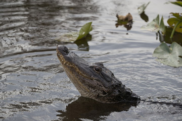 American alligator