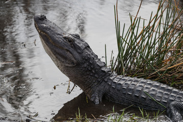 American alligator