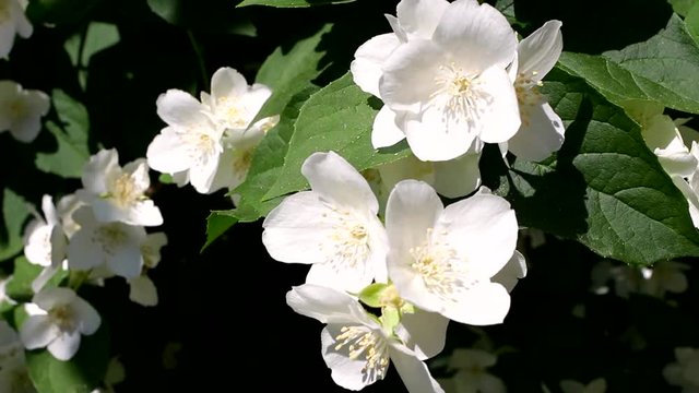 Closeup of beautiful spring white flowers on green bush in city park. Real time full hd video footage.