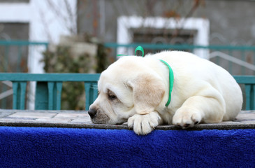 little labrador puppy on a blue background