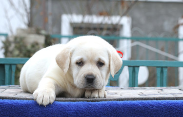 cute little labrador puppy on a blue background