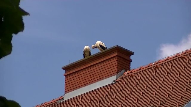 Zwei St&ouml;rche machen Federnpflege hoch oben auf einem Kamin (Kamerazoomfahrt)