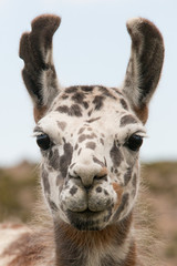 Obraz premium Geschecktes Lama
