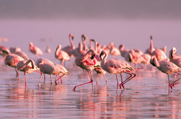 groep flamingo& 39 s die in het water staan in het roze zonsonderganglicht op Lake Nayvasha