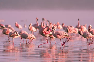 Fotobehang Flamingo groep flamingo& 39 s die in het water staan in het roze zonsonderganglicht op Lake Nayvasha
