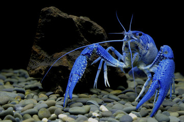 crayfish