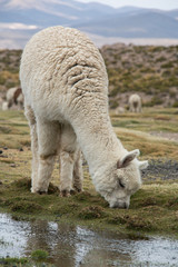 Alpaka im Altiplano