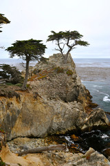Trees on a hill by the sea
