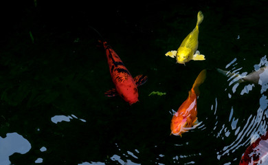 fancy carp or koi fish swimming in The pond