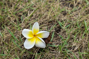 Fototapeta na wymiar Plumeria flower on grass