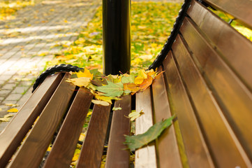 maple leaves on the park bench