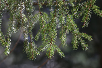 Coniferous trees in forest / Needles close-up - obrazy, fototapety, plakaty