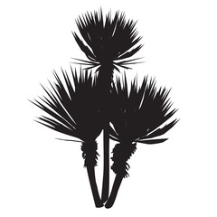 Silhouette of a large plant of a yucca - obrazy, fototapety, plakaty