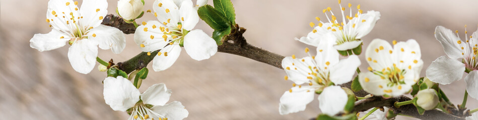 Naklejka premium Blooming cherry branch