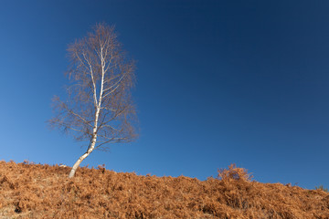 Autumn birch tree without leaves against blue sky