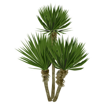 Large plant of a yucca