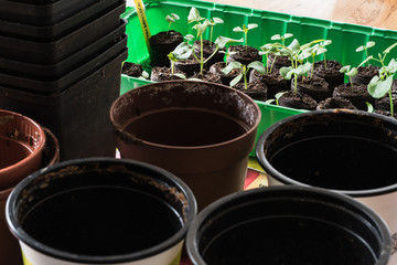 Growing new plants