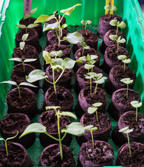 Growing new plants