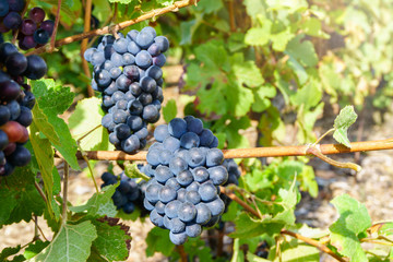 Close up vine grapes in champagne region in autumn harvest, Reims, France