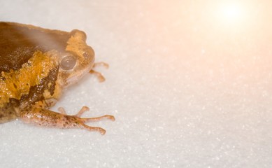  Asian painted frog