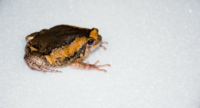  Asian painted frog