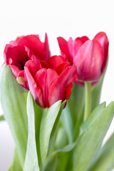 Red tulips on white background