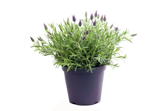 Fototapeta Lavendelpflanze im Topf freigestellt