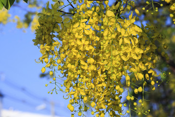 Golden shower, Yellow flower, Thai flower