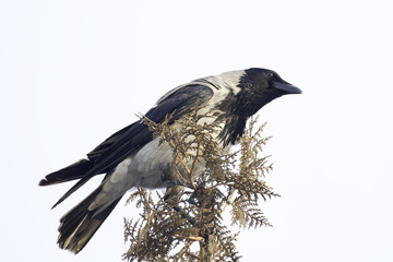 Hooded crow in natural habitat / Corvus corone cornix