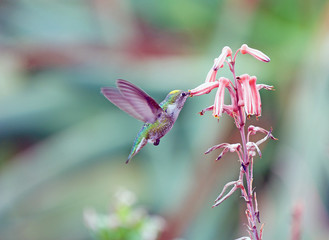 Hummingbird Feeding on Nectar