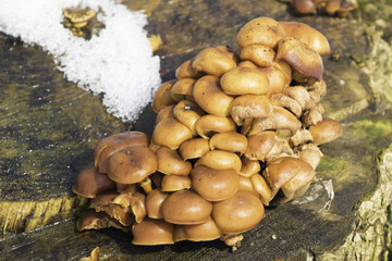 Flammulina velutipes  / Wild enokitake or golden needle mushrooms in natural habitat