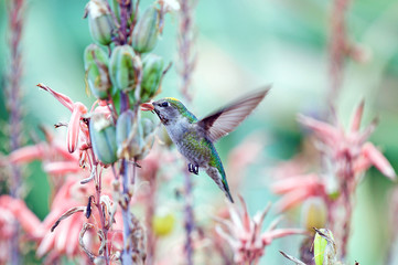 Hummingbird Feeding on Nectar
