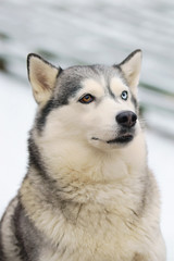 The portrait of a grey Siberian Husky dog with different eyes sitting outdoors in winter