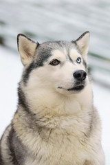 Obraz premium Portret szarego psa husky syberyjskiego z różnymi oczami, siedzącego zimą na świeżym powietrzu