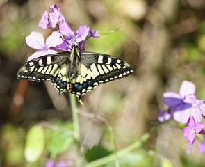 detail of Old World Swallowtail. Papilio Machaon