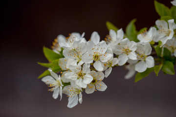 Fototapeta na wymiar White sakura flower blossoming as natural background on blurred backdrop