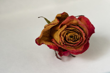 dry rose