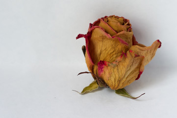 dry rose