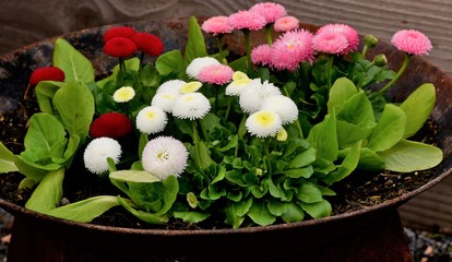 jardin...pots et design