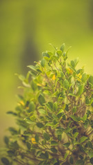 Fresh green leaves plant in a vertical picture.