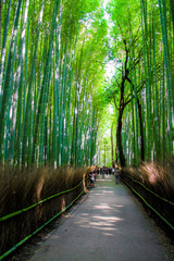 The Arashiyama Bamboo Grove , kyoto, Japan