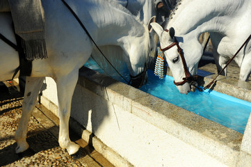 Caballos blancos bebiendo agua, Sevilla, Espa&ntilde;a
