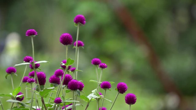 Purple Globe amaranth (Gomphrena globosa) flowers