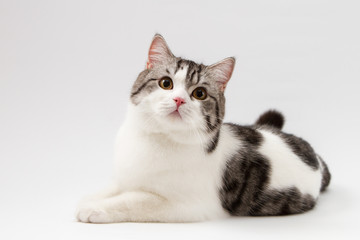 Portrait of Scottish Straight cat bi-color spotted lying on white background.